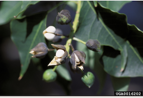 Chinese Tallow Trees are Invasive | How to identify and stop chinese